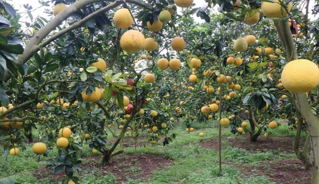 Vườn bưởi của gia đình ông Trần Đình Én, phường Chũ, tỉnh Bắc Ninh, là một trong số những vườn bưởi đẹp và chất lượng bậc nhất tại phường Chũ, tỉnh Bắc Ninh. (Ảnh: Thanh Thương/TTXVN)