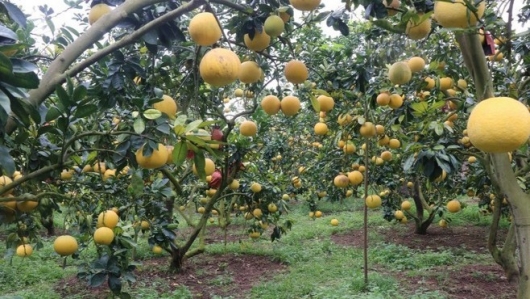 Cây có múi mở hướng làm giàu bền vững cho nông dân Bắc Ninh