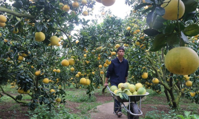 Cây có múi mở hướng làm giàu bền vững cho nông dân Bắc Ninh