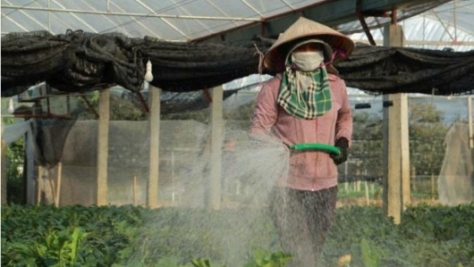 Đông Cương vào vụ hoa Tết, người trồng hoa tất bật trước xuân về