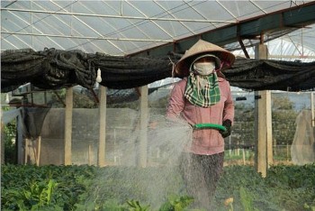 Đông Cương vào vụ hoa Tết, người trồng hoa tất bật trước xuân về