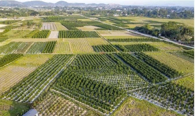 Đông Cương vào vụ hoa Tết, người trồng hoa tất bật trước xuân về