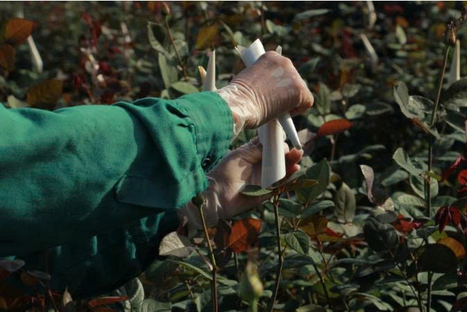 Đông Cương vào vụ hoa Tết, người trồng hoa tất bật trước xuân về