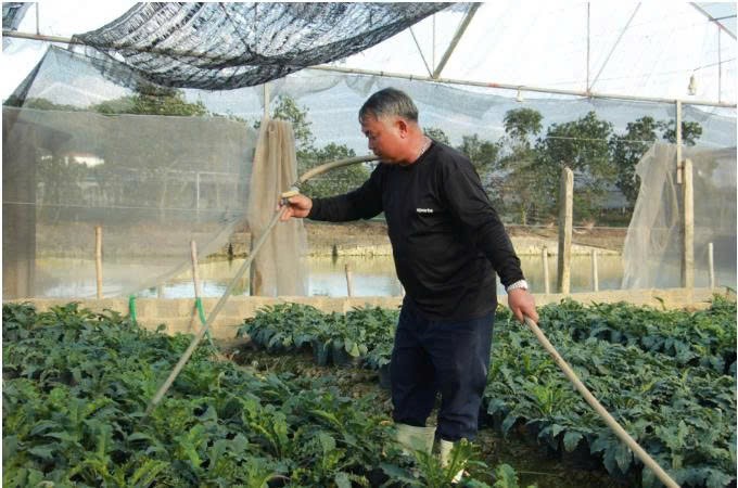 Đông Cương vào vụ hoa Tết, người trồng hoa tất bật trước xuân về