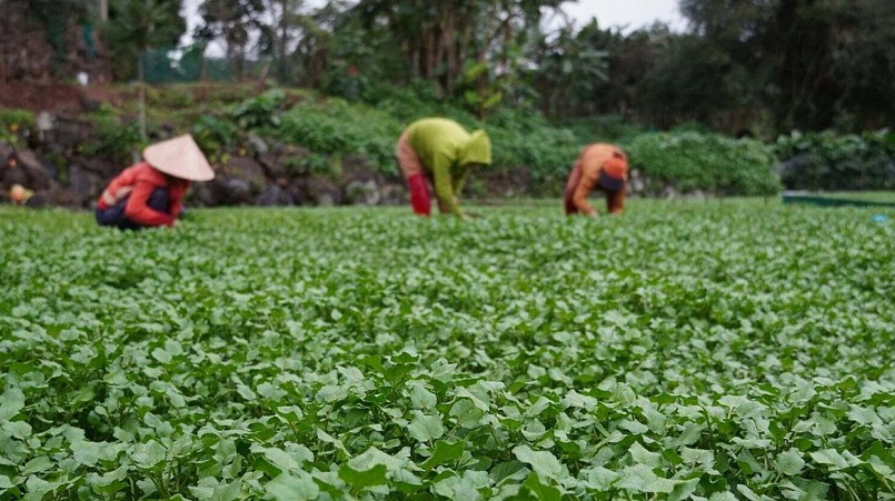 Rau liệt mang lại thu nhập ổn định cho người dân địa phương.
