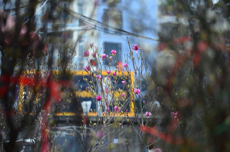 Mộc lan tiền triệu bung nở, làm “nóng” chợ hoa Tết Hà Nội