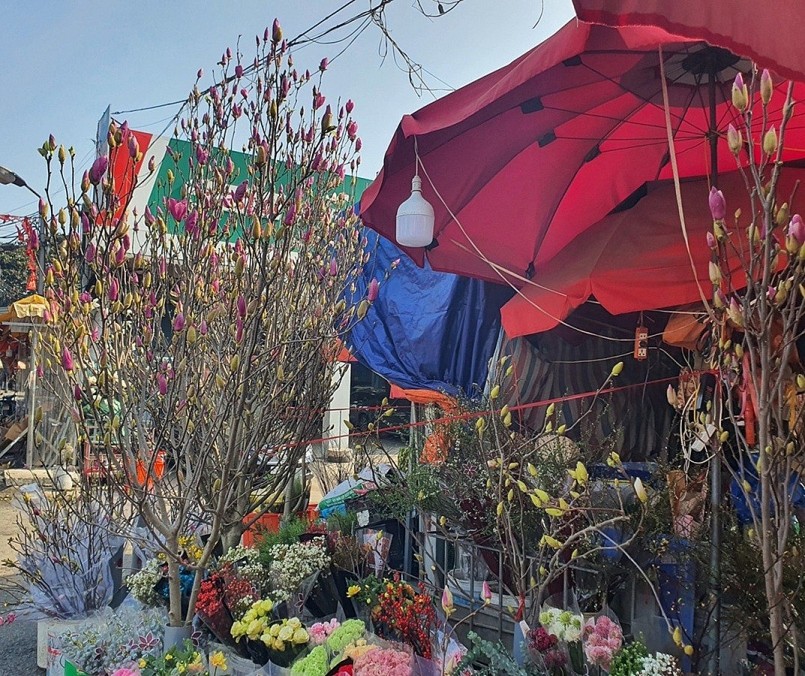 Mộc lan tiền triệu bung nở, làm “nóng” chợ hoa Tết Hà Nội