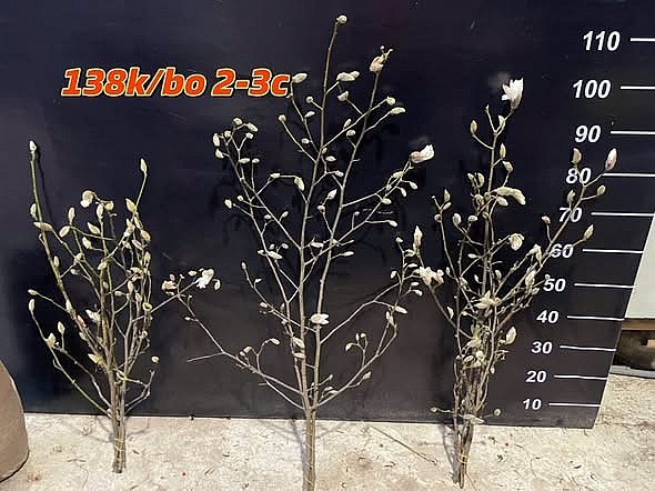 Mộc lan tiền triệu bung nở, làm “nóng” chợ hoa Tết Hà Nội