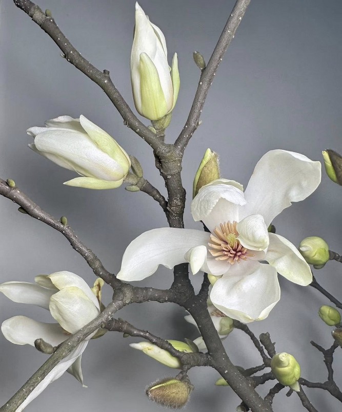 Mộc lan tiền triệu bung nở, làm “nóng” chợ hoa Tết Hà Nội