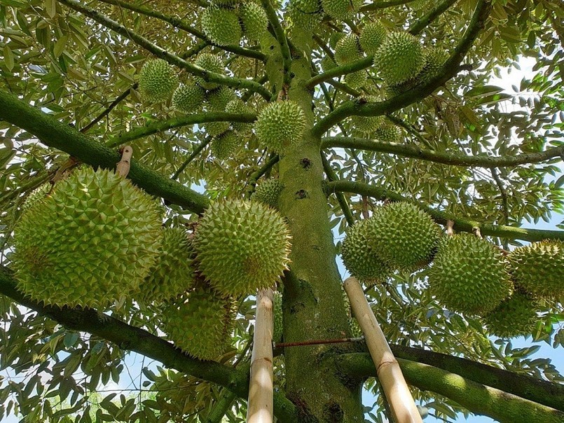 Giá sầu riêng tăng vọt, nông dân hái bạc triệu cuối năm Giá sầu riêng tăng vọt, nông dân hái bạc triệu cuối năm