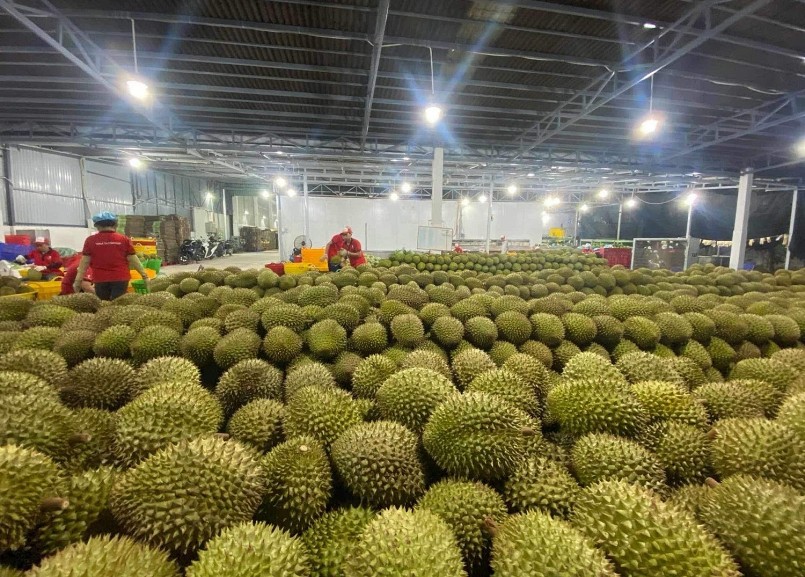 Giá sầu riêng tăng vọt, nông dân hái bạc triệu cuối năm Giá sầu riêng tăng vọt, nông dân hái bạc triệu cuối năm