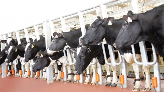 Từ cách mạng sữa tươi sạch đến khát vọng vì tầm vóc Việt: Hành trình Anh hùng Lao động của TH