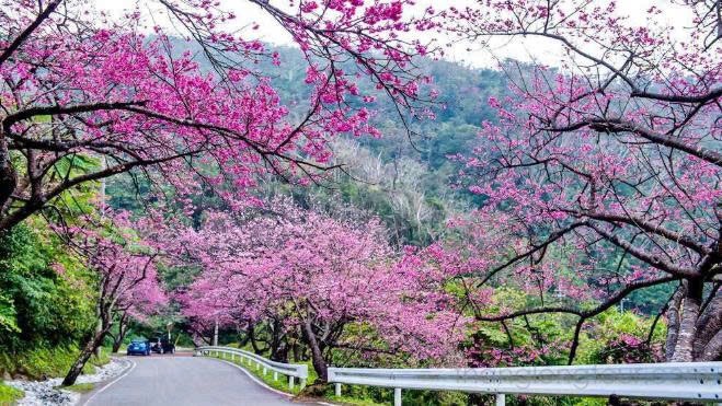 Theo sắc hồng mai anh đào lên Đà Lạt đón xuân