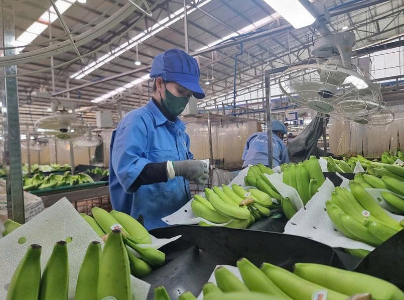 Kỳ vọng lập đỉnh xuất khẩu và bài toán quản trị chuỗi nông sản Việt