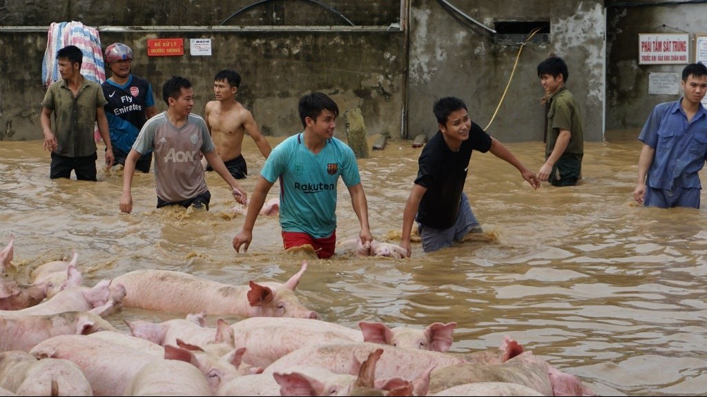 Một số biện pháp bảo vệ gia súc, gia cầm mùa mưa bão