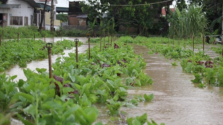 Nghệ An: Mưa lớn kéo dài, hàng nghìn hecta rau có nguy cơ mất trắng