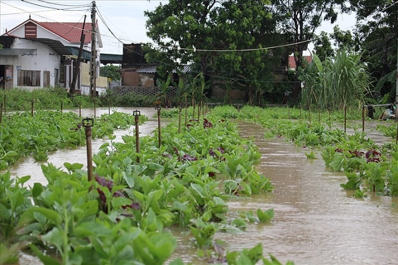 Nghệ An: Mưa lớn kéo dài, hàng nghìn hecta rau có nguy cơ mất trắng