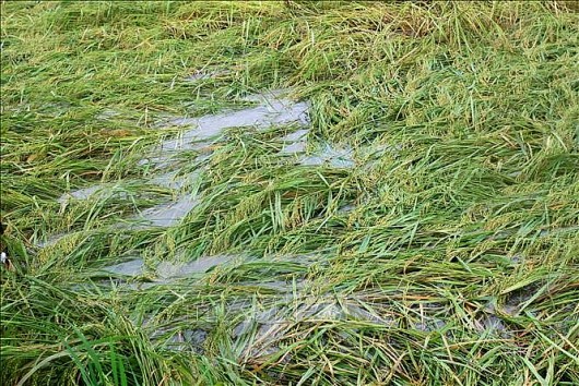 Ảnh hưởng của bão số 7, hàng nghìn hecta lúa ở Hải Phòng đổ rạp