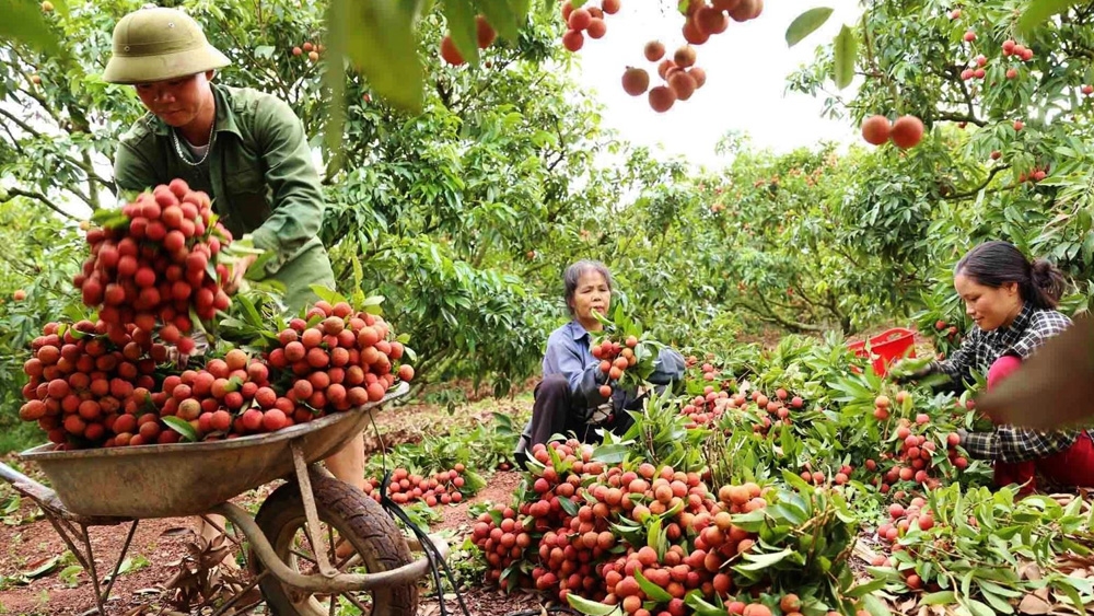 Bộ Công Thương cam kết hỗ trợ, tạo điều kiện tối đa cho người nông dân, doanh nghiệp tỉnh Bắc Giang