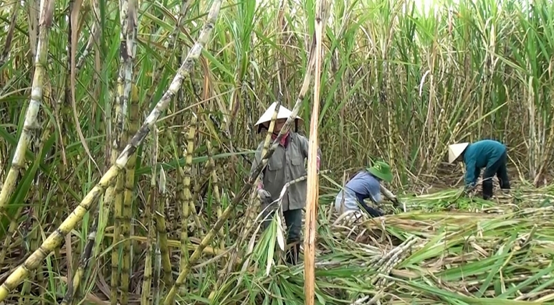 Nghệ An: Người dân phấn khởi vì giá mía đường nguyên liệu được tăng thêm 60.000đ/tấn