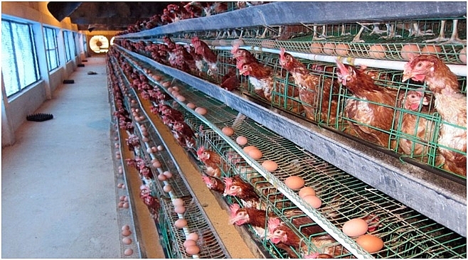 Nghệ An: Giá trứng gà giảm mạnh, người chăn nuôi điêu đứng