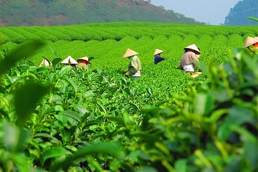 Việt Nam là thị trường cung cấp chè lớn nhất cho Đài Loan
