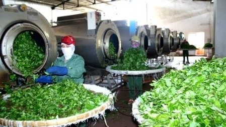 Việt Nam là thị trường cung cấp chè lớn nhất cho Đài Loan