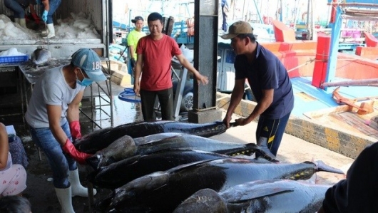 Kim ngạch xuất khẩu cá ngừ năm 2021 đạt khoảng 757 triệu USD