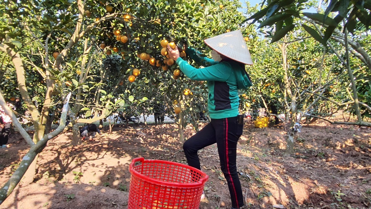 Lục Ngạn (Bắc Giang): Nỗ lực phát triển cam, bưởi trong tình hình mới