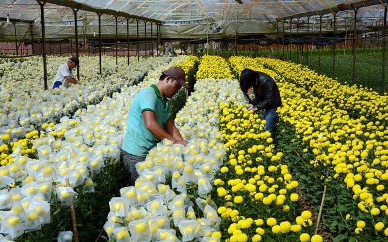 Xuất khẩu hoa Việt Nam sang Úc được nối lại từ ngày 01/3/2022