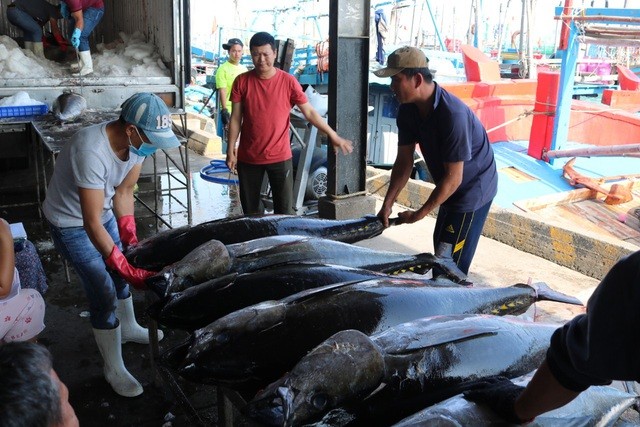 Xung đột giữa Nga và Ukraine gây ảnh hưởng xấu đến xuất khẩu cá ngừ Việt Nam