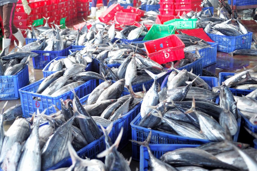 Xuất khẩu cá ngừ sang EU đang tăng trưởng trở lại
