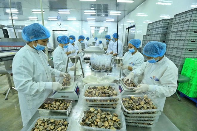 Xuất khẩu nghêu tăng mạnh trong quý I/2022