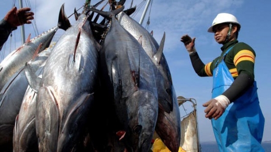 Xuất khẩu cá ngừ sang Nhật Bản tiếp tục sụt giảm