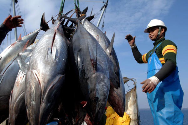 Xuất khẩu cá ngừ tiếp tục có sự tăng trưởng tốt