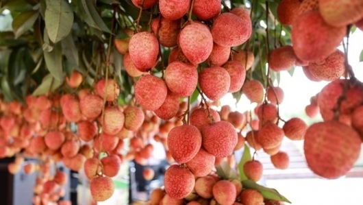 Rút ngắn thủ tục thông quan, kiểm dịch đối với vải sớm Lục Ngạn (Bắc Giang)