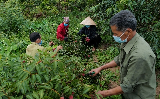 Xuất khẩu nông, lâm, thủy sản đạt trên 24 tỷ trong 6 tháng đầu năm 2021