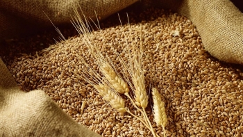 Nhập khẩu lúa mì đạt hơn 183.000 tấn trong nửa đầu tháng 5/2022