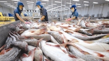 Xuất khẩu cá tra sang Mexico tăng mạnh