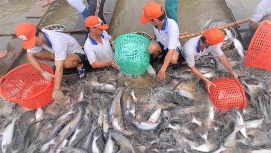 Dự báo xuất khẩu cá tra sẽ đạt 2,6 tỷ USD trong năm 2022