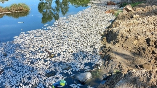 Đà Nẵng: Cá chết trắng sông Cổ Cò do nồng độ oxy hòa tan thấp hơn giới hạn cho phép