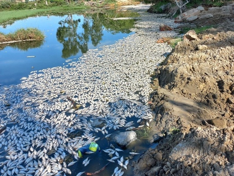 Đà Nẵng: Cá chết trắng sông Cổ Cò do nồng độ oxy hòa tan thấp hơn giới hạn cho phép