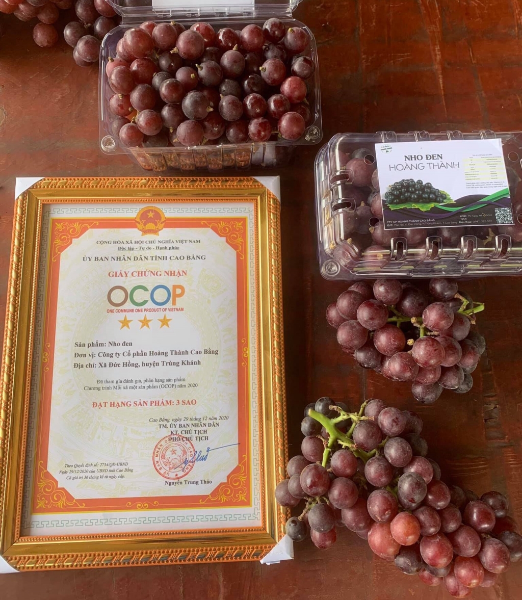 Cao Bằng: Phát triển nông nghiệp công nghệ cao phục vụ du lịch - nho Hạ Đen Trùng Khánh đạt tiêu chuẩn OCOP cấp tỉnh