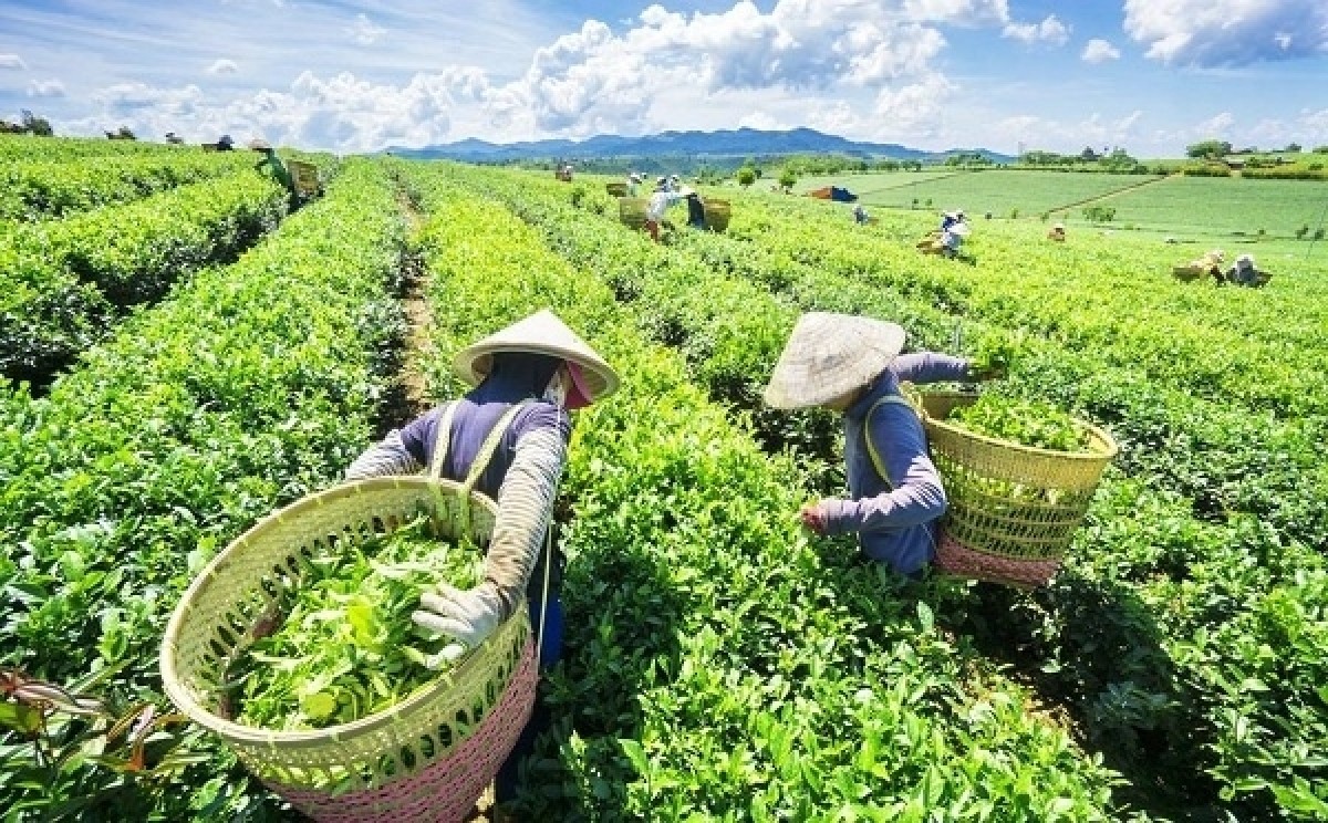 Việt Nam là thị trường chính cung cấp chè cho Đài Loan