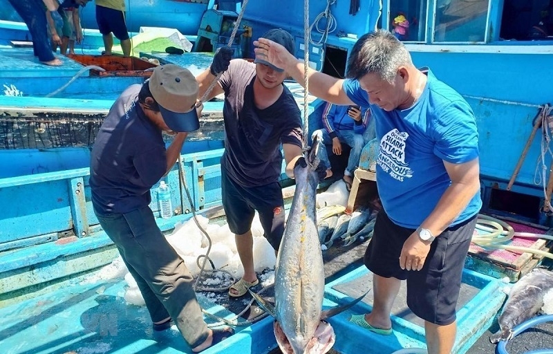 Xuất khẩu cá ngừ Việt Nam gặp nhiều khó khăn