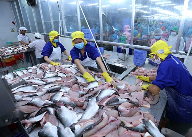 Xuất khẩu cá tra sang Trung Quốc gặp khó khăn
