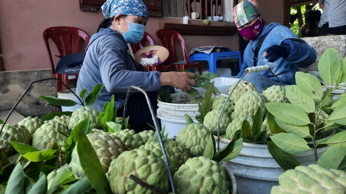 Tình hình tiêu thụ nông sản nhãn, na tại Bắc Giang