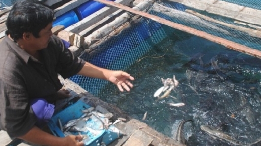 Hàng trăm tấn cá lồng bè ở Kiên Giang 'bí' đầu ra