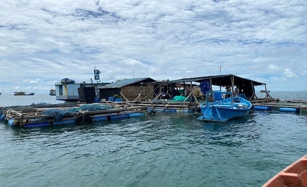 Hàng trăm tấn cá lồng bè ở Kiên Giang 'bí' đầu ra