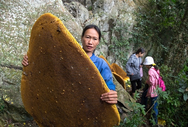 Độc đáo phong tục thu hoạch tổ ong khoái khổng lồ của người Dao Tiền